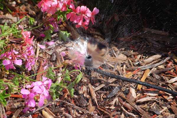 irrigation -micro_irrigation49 Hunter Irrigation