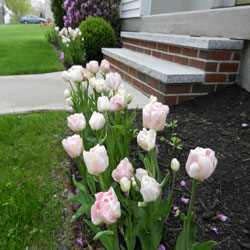 landscaping-night-lighting9